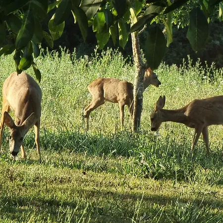 Sarazac Semesterbostad