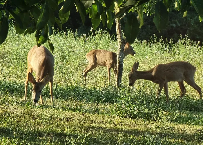 Sarazac Dom wakacyjny